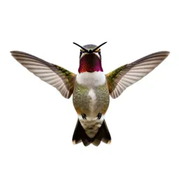Hummingbird at a flower