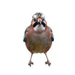 Jay with acorn