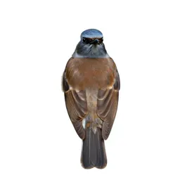 Kingbird