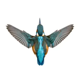 Kingfisher hovering