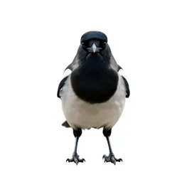 Magpie