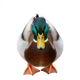 Mallard duck