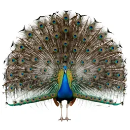 Peacock displaying
