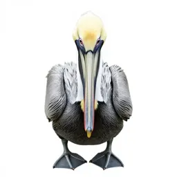 Pelican with its pouch full