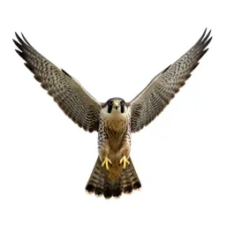 Peregrine falcon stooping