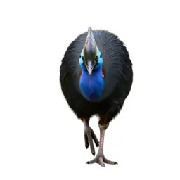 Pukeko mid-stride