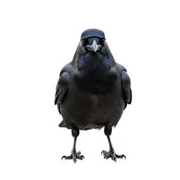 Raven