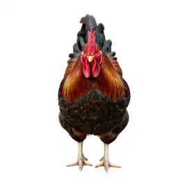 Rooster crowing