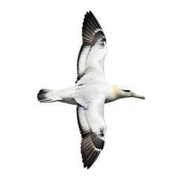 Royal albatross gliding