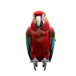Scarlet macaw