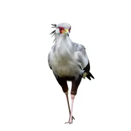 Secretary bird striding