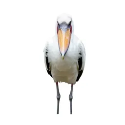 Shoebill stork