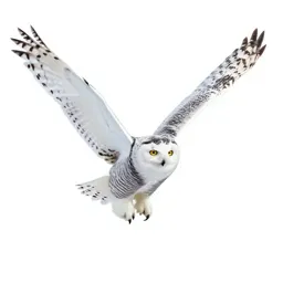 Snowy owl in flight