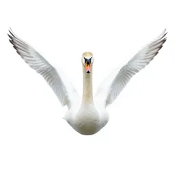 Swan gliding