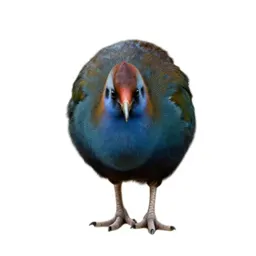 Takahe