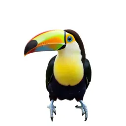 Toucan with an oversized bill