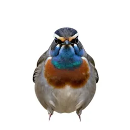 Tui with an iridescent throat