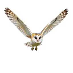 Barn owl in flight