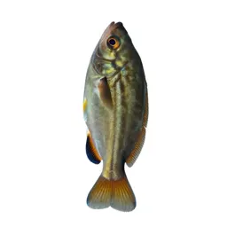 Bio-luminescent deep sea fish