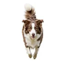 Border collie mid-leap