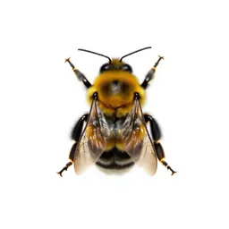 Bumblebee on approach