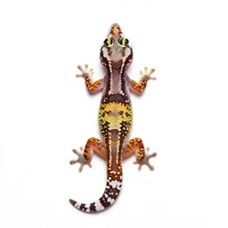 Gecko on glass