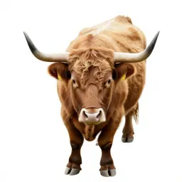 Highland cow