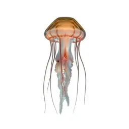 Jellyfish with long tendrils