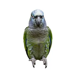 Kea parrot