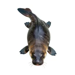 Kelpie rising from water