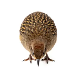 Kiwi bird foraging