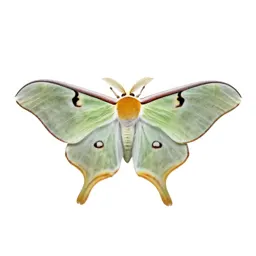 Luna moth