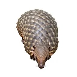 Pangolin