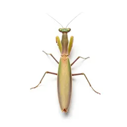 Praying mantis