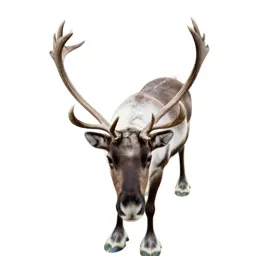 Reindeer with full antlers