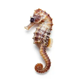 Seahorse