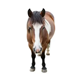 Shire horse