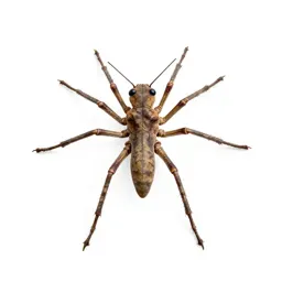 Six-legged desert strider