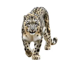 Snow leopard mid-prowl