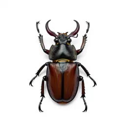 Stag beetle
