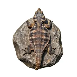 Tuatara on a rock