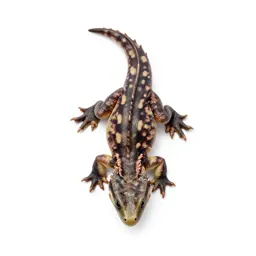 Young wyvern