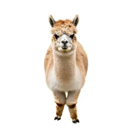Alpaca