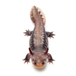Axolotl