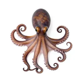 Octopus with curled arms