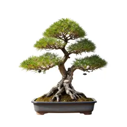 Bonsai training kit