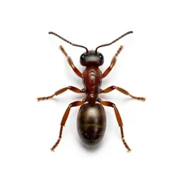 Bullet ant