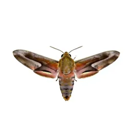 Hawk moth in flight