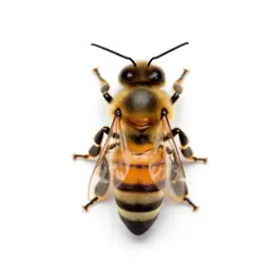 Honeybee on a comb