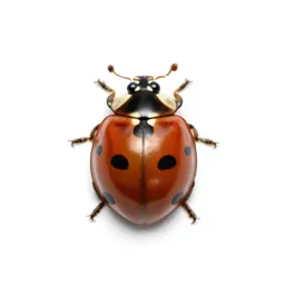 Ladybird on a leaf